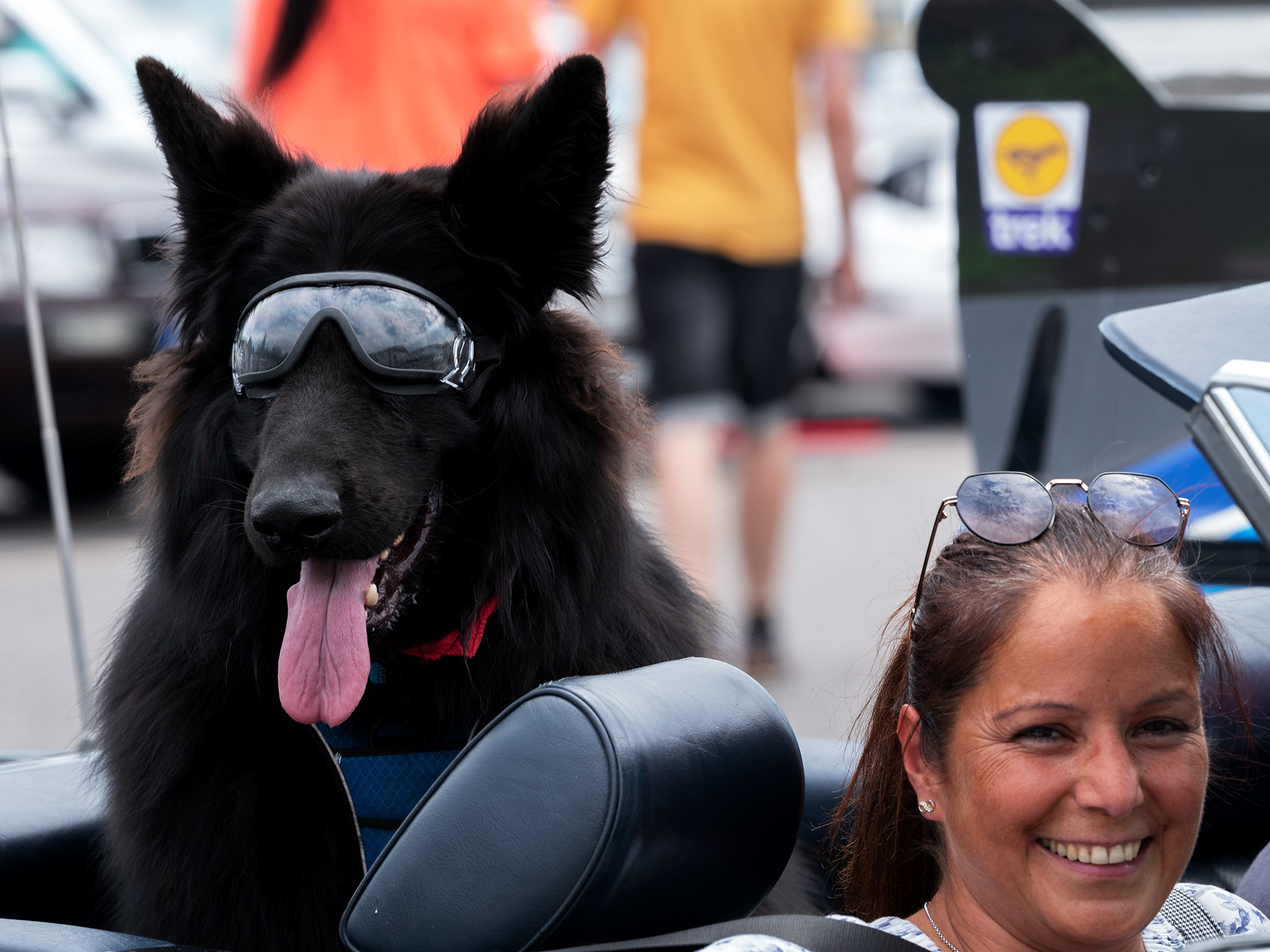 Wiedtal Classic Schäferhund Mit Brille 505
